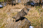 jumping wildcat