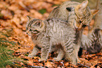 wildcats