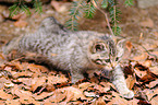 young wildcat