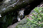 young wildcat