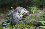 wildcat