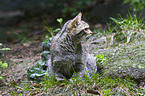 wildcat