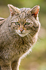 wildcat portrait