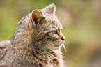 wildcat portrait
