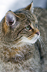 wildcat
