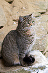 wildcat