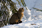 wildcat