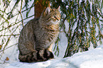 wildcat
