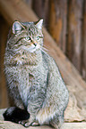 wildcat