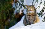 wildcat