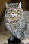 wildcat