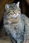 wildcat