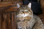 wildcat
