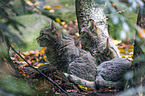 wildcats