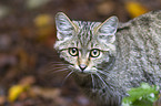 wildcat