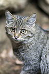 wildcat
