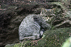 wildcat