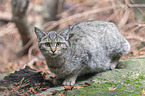 wildcat