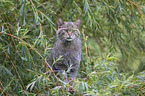 wildcat on the tree