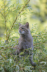 wildcat on the tree