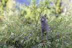 wildcat on the tree