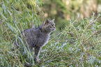 wildcat on the tree