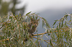 sitting Wildcat