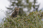 sitting Wildcat