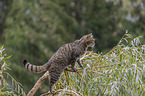 walking Wildcat