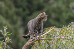 standing Wildcat