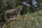 standing Wildcat