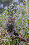 Wildcat on the tree