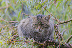 Wildcat on the tree