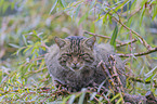 Wildcat on the tree