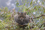 Wildcat on the tree