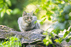 wildcat