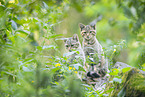 wildcat