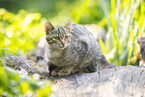 wildcat