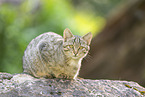 wildcat