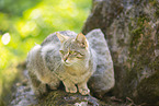 wildcat