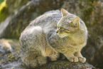 wildcat