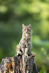 wildcat