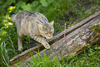 wildcat