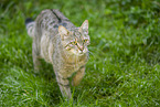 wildcat