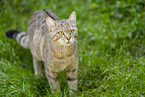 wildcat