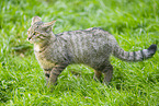 wildcat