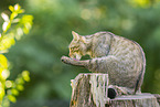wildcat
