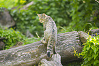 wildcat