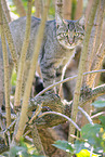 wildcat