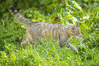 wildcat